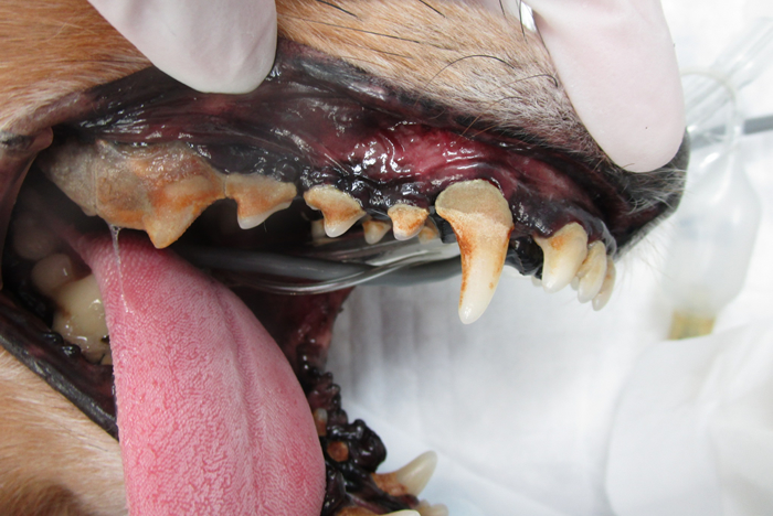 犬の歯周病